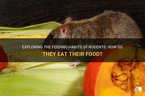 Do Rats Eat Paper: Exploring the Curious Habits of Rodents and Their Impact on Human Environments