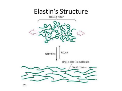  Elastin: Khám Phá Vật Liệu Sinh Học Mềm Dẻo & Tiềm Năng Lớn Trong Y Tế Tái Sinh!