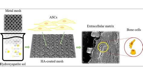 Hydroxyapatite: Biocompatible Marvel for Bone Regeneration and Beyond!