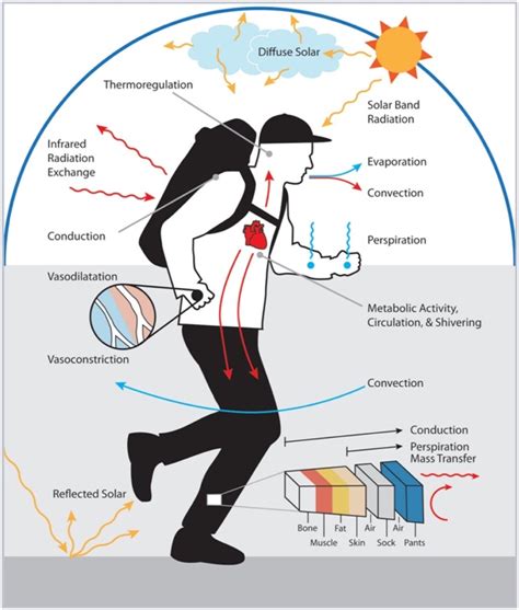 What is Heat Training? Exploring the Boundaries of Endurance and Adaptation